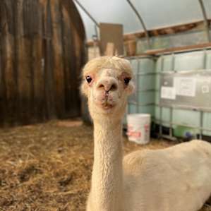 Paca Hill Farm