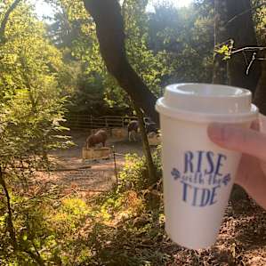 Coffee and horses