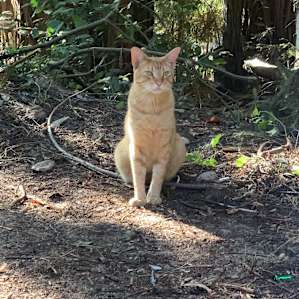 Oyster the cat was our constant companion