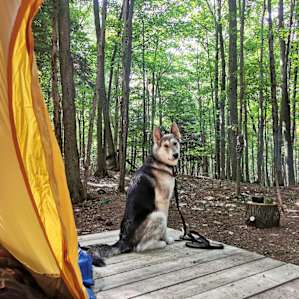 Scotch Forest tent platform
