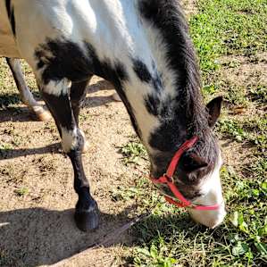 Tommy brought this beautiful gal up to see us!