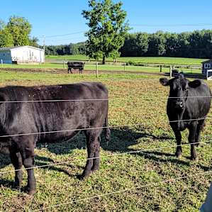 The gorgeous Angus ladies who great you with a happy moo!