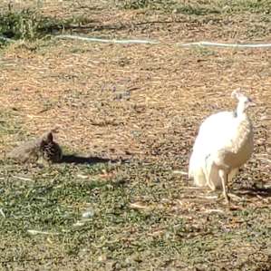 Camp at our farm sanctuary!