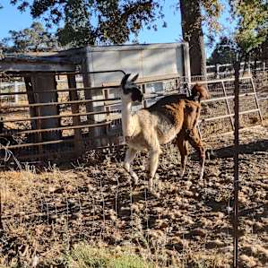 Camp at our farm sanctuary!
