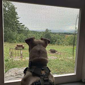 Igor loved this cabin too