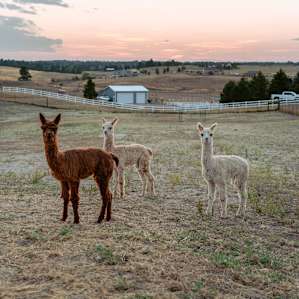 All three little crias (aka baby alpacas)!