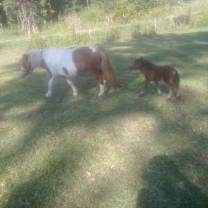 Brookhaven Mill Farm-Sleep w/Sheep!