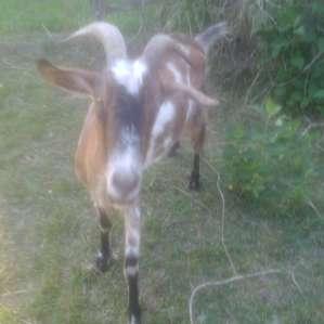 Brookhaven Mill Farm-Sleep w/Sheep!