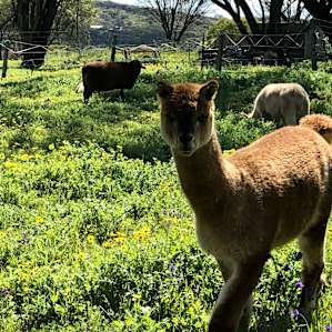 M & S Hobby Farm