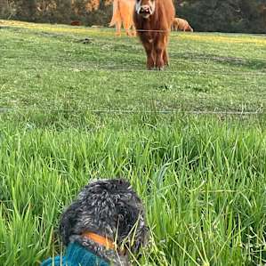 Our dog and neighbours cow were fascinated with each other