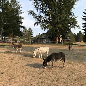 Mini donkeys and horses are so cute.