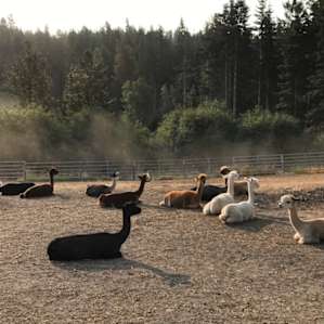 Chilling with Alpaca