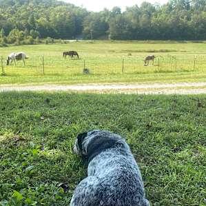 Miller keeping watch over the horses in the pasture.