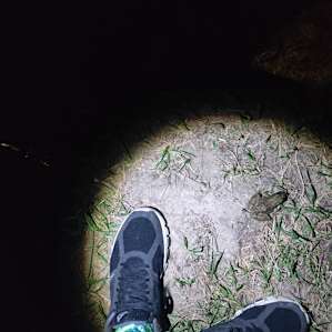 Midnight frog