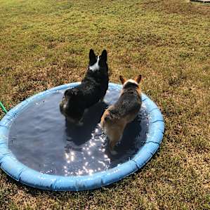 The Corgi Farm
