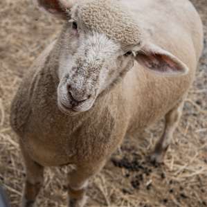 This sheep was so curious and wanted so many apples
