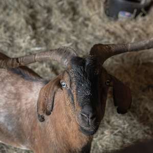 Their resident goats were so cute and sweet as well