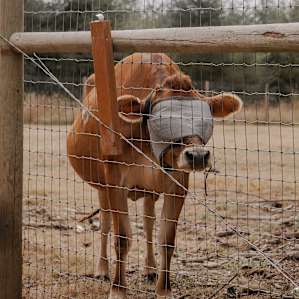 They had 4 cows