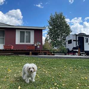 happy dog in this great spot in quiet neighborhood