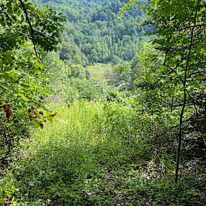 Nature walk