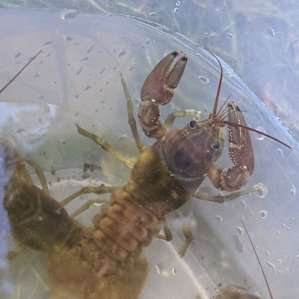 The creek is full of pan fish and crawfish. We did catch a small bass and trout.