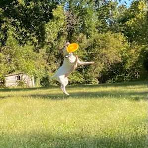 Wonderful open field next to the campsite was perfect for playing frisbee with the pups.