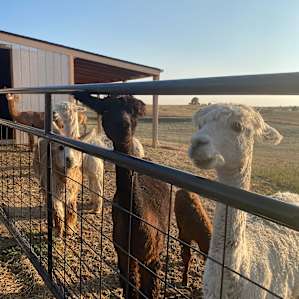 We got to meet all the alpacas and watch them play in the evening!