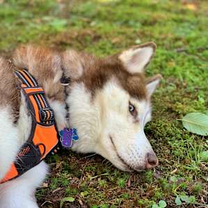 One of our Huskies enjoying the weather.