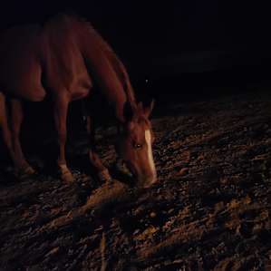 Dragonfly Ranch camping with horses