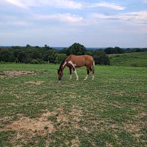 Dragonfly Ranch camping with horses