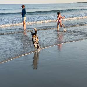 Our dogs first beach experience