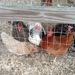 Chicken Coop