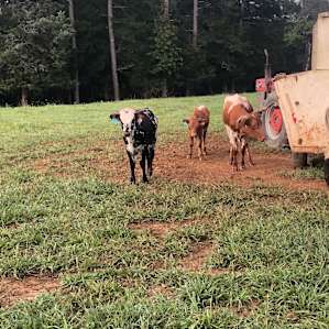 Cate Farm
