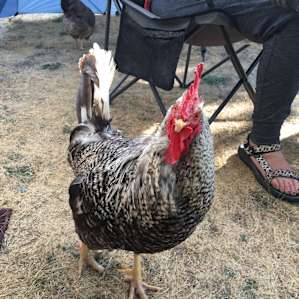 This chicken was especially fond of spending time with us.