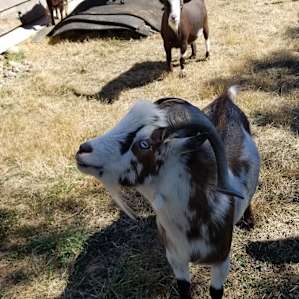Onalaska Farm Sanctuary