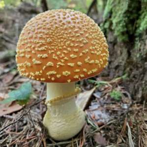 Perfect amanita mushroom💕