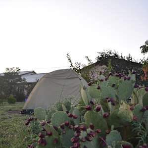 Tent Camp at Historic Lodge
