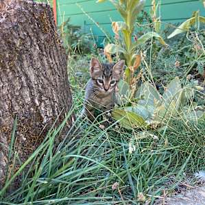 Kittens!