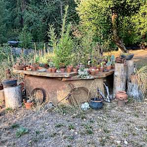 Succulent collection.