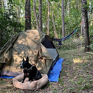 Primitive wooded campsite