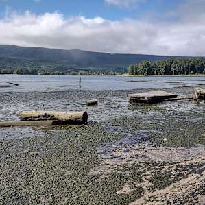 Puget Island river front camping