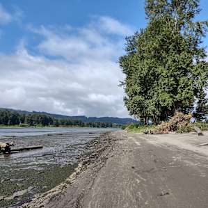 Puget Island river front camping