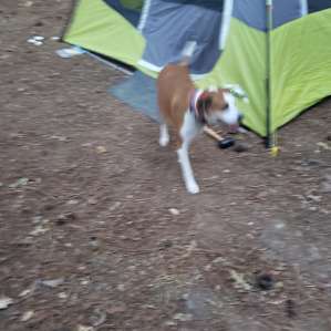 Trouble making puppy had a fantastic time playing in the lake and woods.