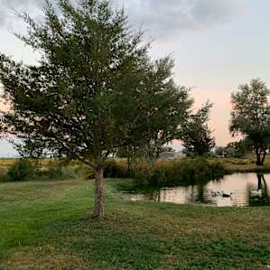 Camp Pondside and Camp Tree Grove
