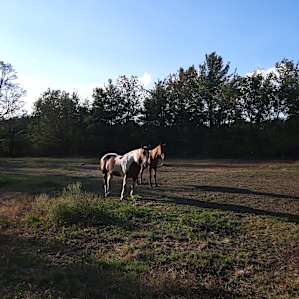 Black Maple Farm: Pine Grove Site