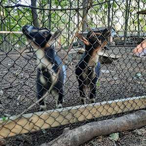 Black Maple Farm: Pine Grove Site