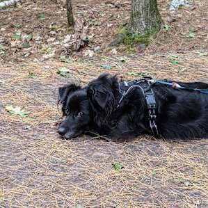 The dog found the site very relaxing.