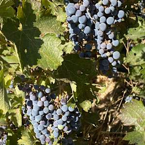 Harvest time