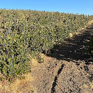 Vineyard