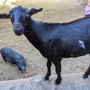 New friends